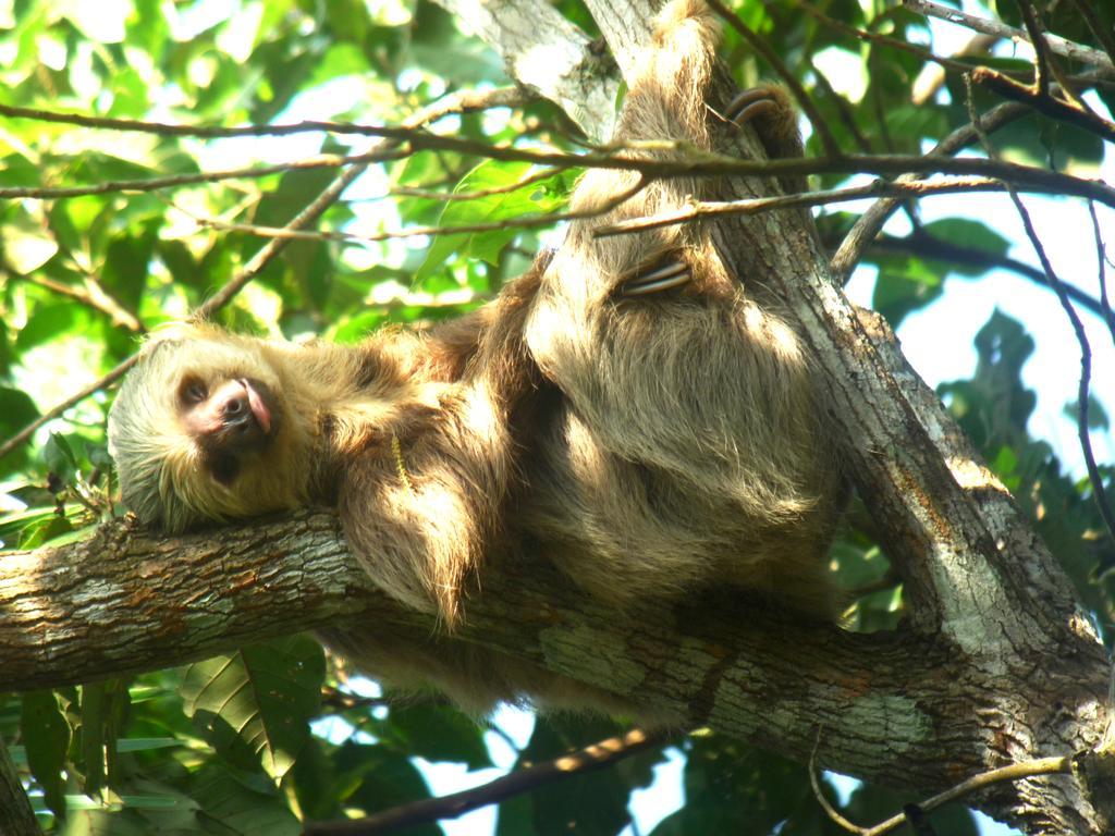 Gamboa Rainforest Reserve 外观 照片